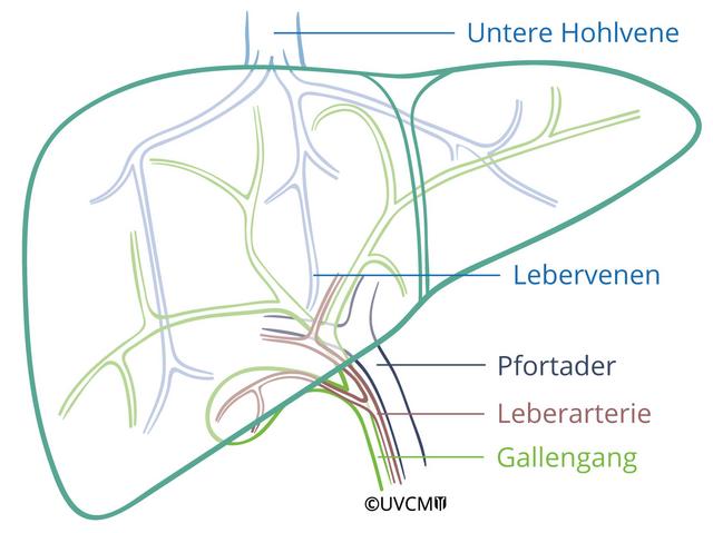 Lebertransplantation | Transplantationszentrum Bern